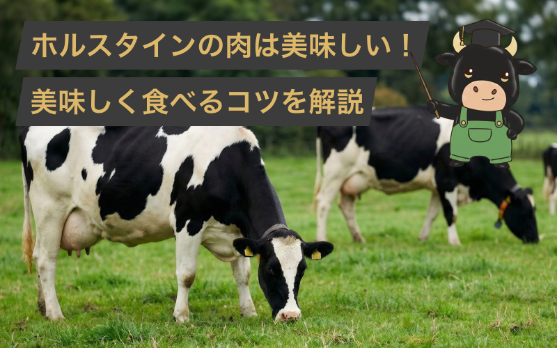 ホルスタインの肉はまずい？肉質の違いや美味しく食べるコツを肉屋のプロが徹底解説